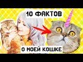 10 Забавных ФАКТОВ О МОЕЙ КОШКЕ | Наталья Кисель