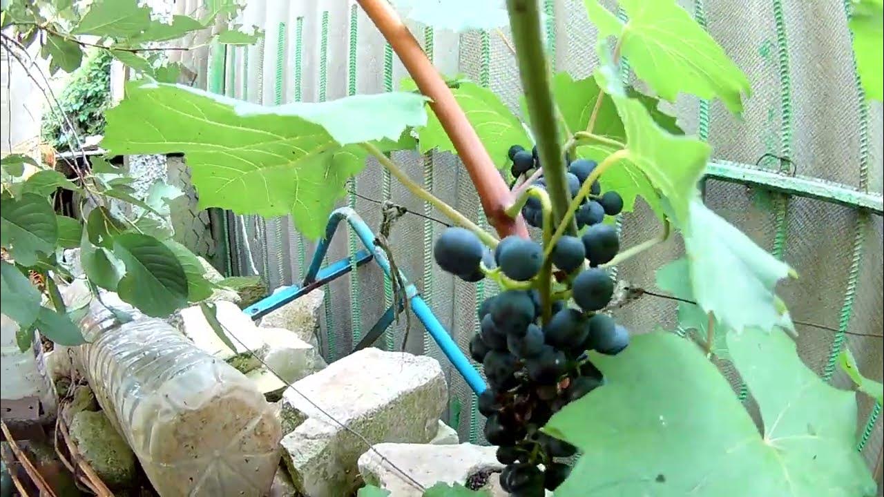 Виноград сорт бако. Виноград бако. виноград бако черный описание сорта фото отзывы.