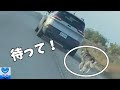 飼い主に捨てられ走り去る車を必死に追いかける犬の姿に胸が締め付けられる！