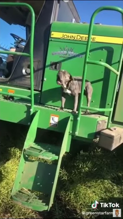 Can I get a hooyah dog
