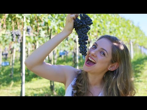 Vídeo: Melhores uvas para vinificação caseira - quais uvas são usadas para fazer vinho