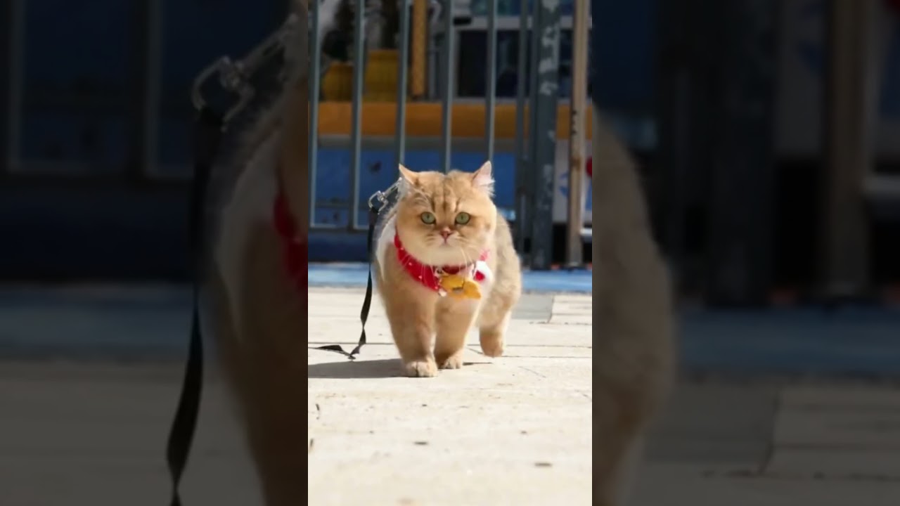 Watch closely, this is how the catwalk is done. #cat#catwalk