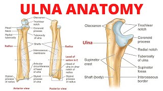 Ulna Anatomy