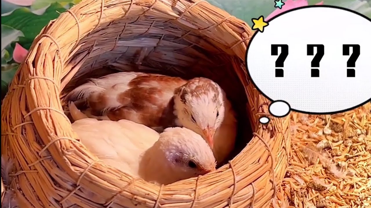 Home Quail Breeding Quail laying Eggs quail Farming YouTube