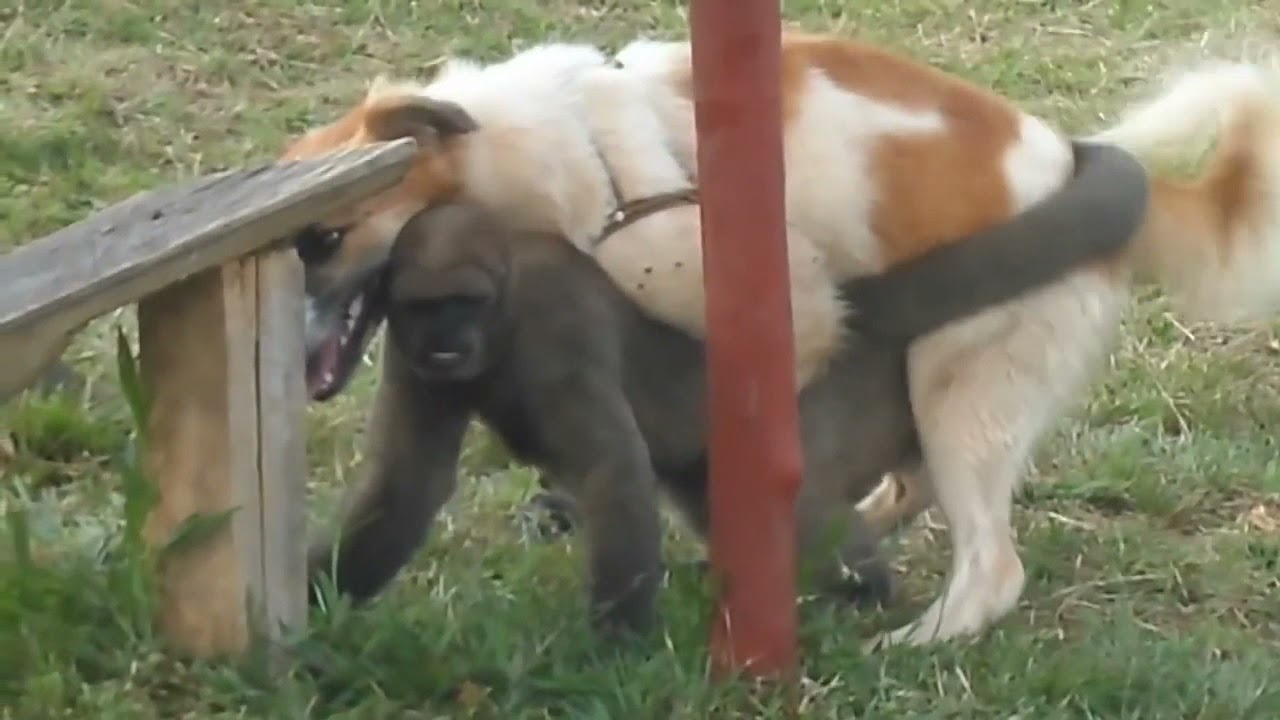 monkey mating with dog