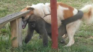 Close  Big Dog mating Monkey at Garden!!! Amazing Dog and monkey mating many Times