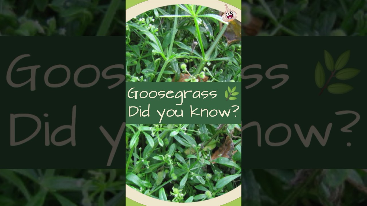 #goosegrass