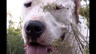 They never named him✶✶But I did! ✶✶ 😁 Rescued Dogo Argentino by camelsandfriends 11,108 views 5 years ago 4 minutes, 49 seconds