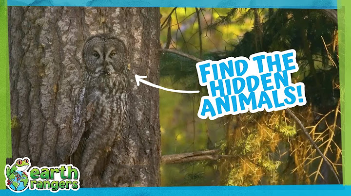 Where Are These Animals Hiding?! | Earth Rangers