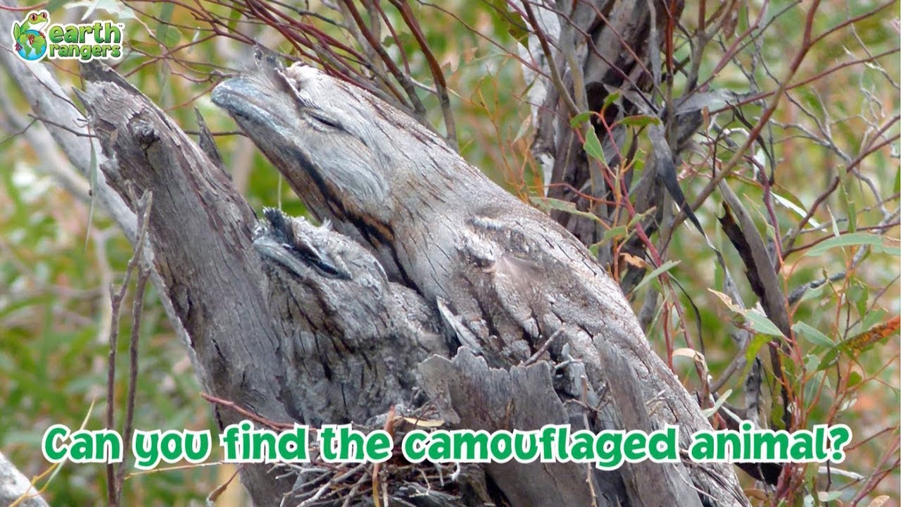 Reading: Animal Camouflage worksheet