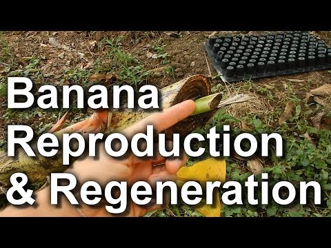 Video: Rejuvenating Bananas. Reproduction