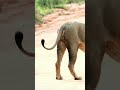 The Tail Telegraph | African Lion | S2 004