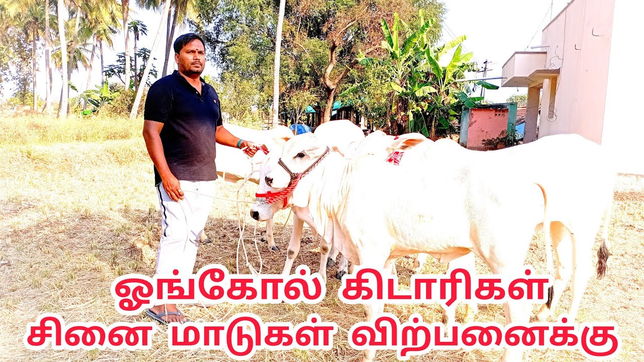 ஓங்கோல் கிடாரிகள் மற்றும் ஓங்கோல் சினை மாடுகள் விற்பனைக்கு/cow farm video.