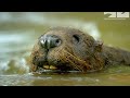 Robotic Spy Beaver & The Beavers Are Beavering Away To Repair The Lodge In Time For Winter!