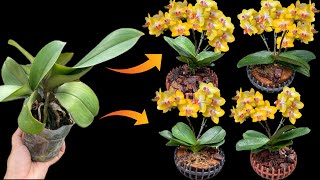 How to separate baby orchids and replant them helps the plants stay healthy and bloom continuously