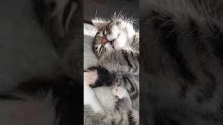 Kitten snores in his sleep. Melt your heart cute.