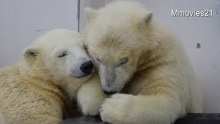 姉妹を気遣うこぐま ~Polar Bear twin cubs