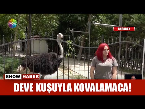 Deve kuşuyla kovalamaca!