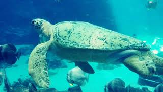 Tank the sea turtle at the Georgia aquarium.