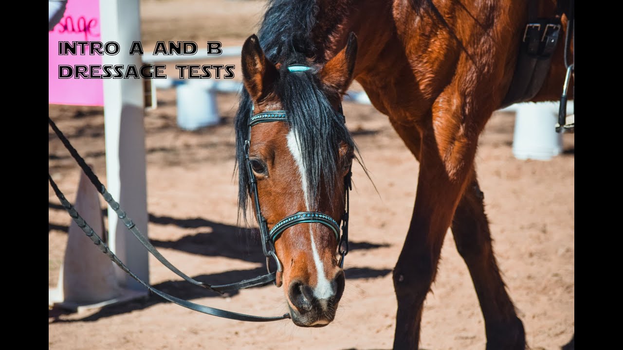 Intro A and B dressage tests - Ride Well Dressage and Jumper Series