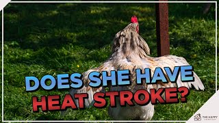 Chicken Summer Safety: How to Avoid Heat Stroke with 7 Innovative Shade Ideas