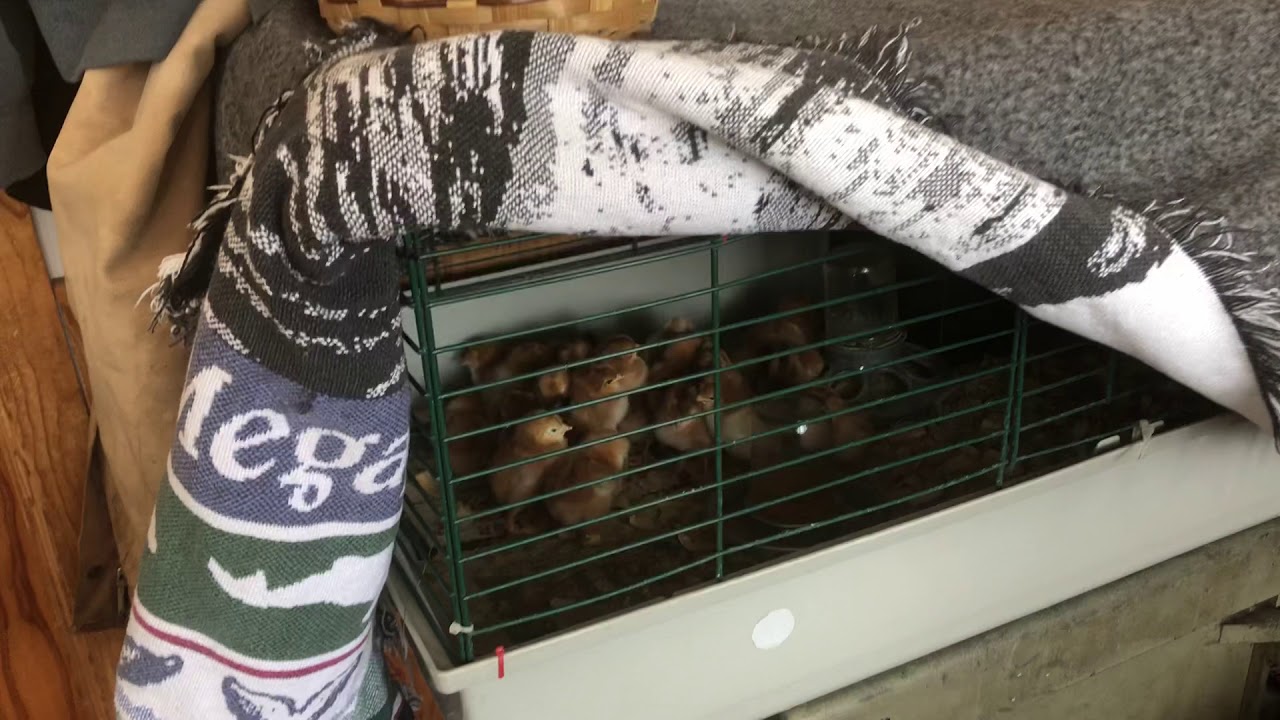 Raising Chicks With No Heat Lamp. YouTube