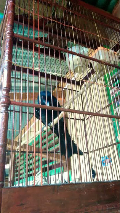 Srigunting raja krantil gacor cocok buat pancingan bahan