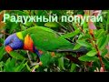 Веселый Попугай и его Песни / Rainbow lorikeet singing