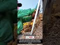 Traditional Sunflower Seed Processing – Simple Techniques, Valuable Results !! #innovation #tool