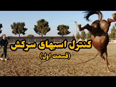 تصویری: نحوه ساخت قفس حلزون (با تصاویر)