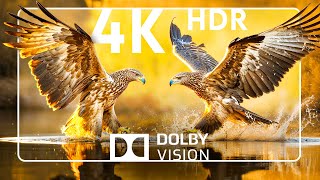 RARE WILD ANIMAL WONDER Dolby Vision 4K HDR | with Cinematic Sounds (dynamic colors)