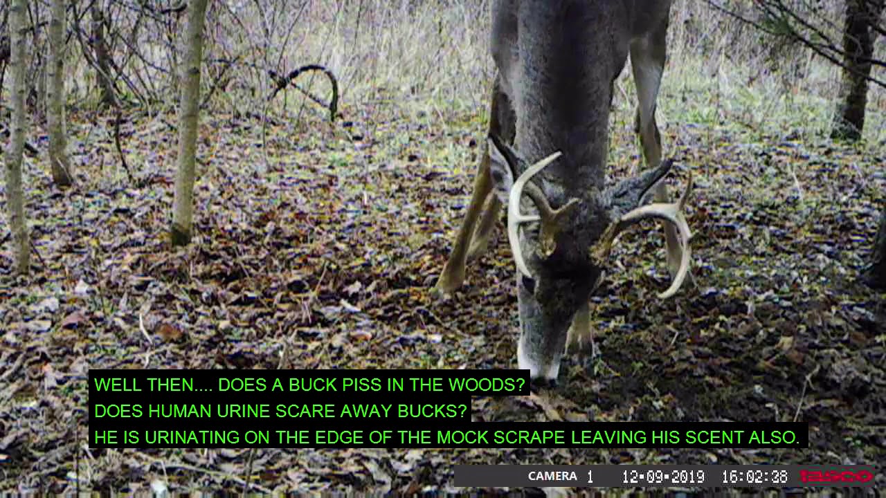 Pure Whitetail Buck Urine – Fresh Ock Scrape Scent – Best Hunting Scents - View #4