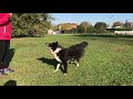 Comment jouer correctement a la balle avec son chien 