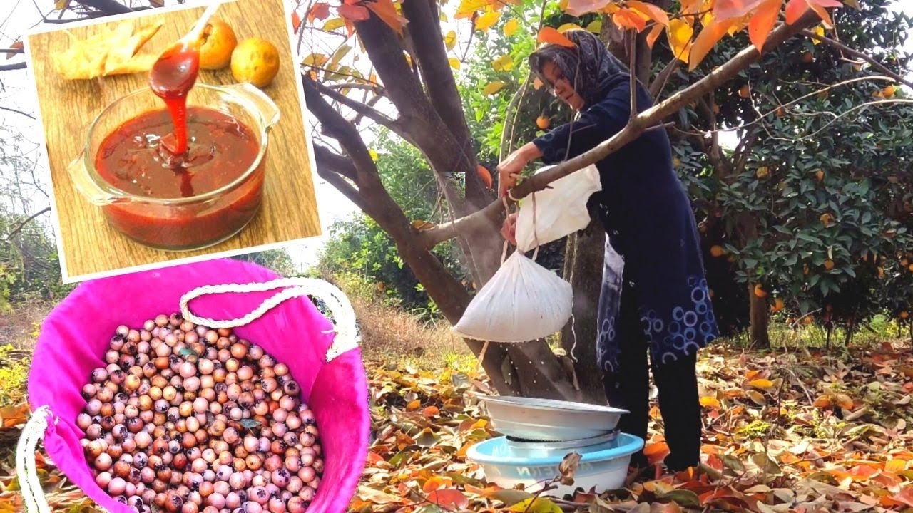 IRAN Village Life | Picking Wild Medlar in Forest and Cooking Sauce | Silverberry Pickle |4k