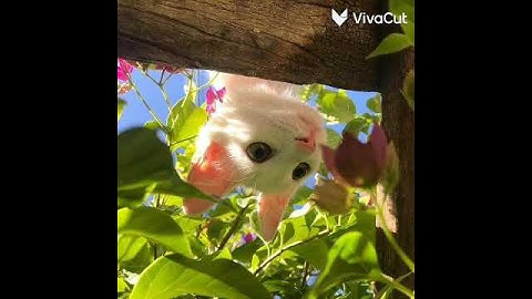 سورة الليل ـ محمد اللحيدان