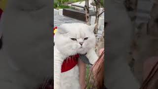 British cat likes kisses 😘