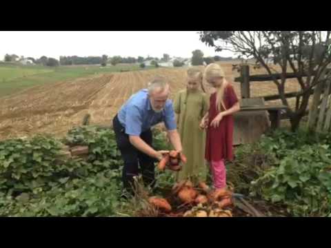 Sweet potato harvest Amish