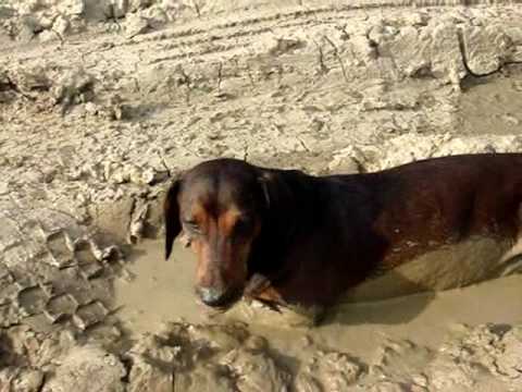 Resultado de imagen para Dachshunds mud