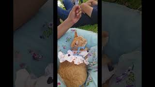 cute aggression WARNING #cat #cutecatshorts #kitten #orangecat #girlcat #cutecat #femalecat