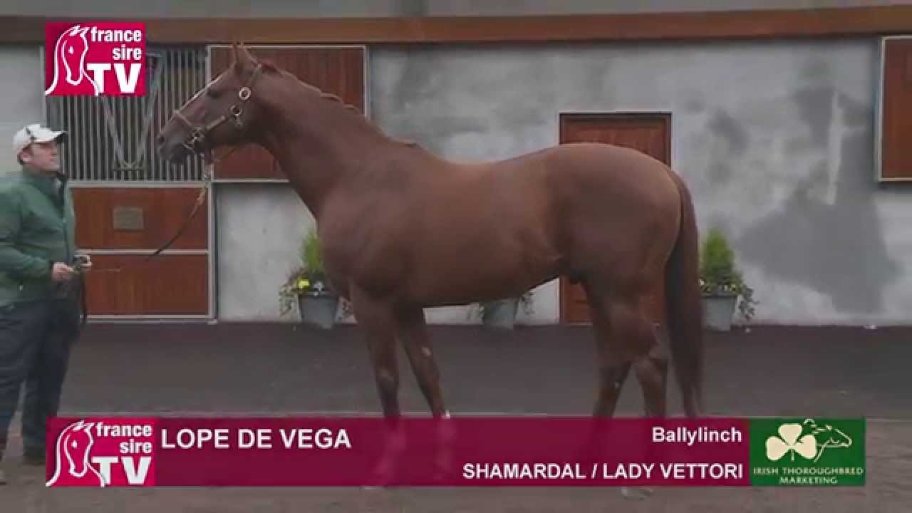 Lope De Vega Stallion Standing At Ballylinch Stud Irish