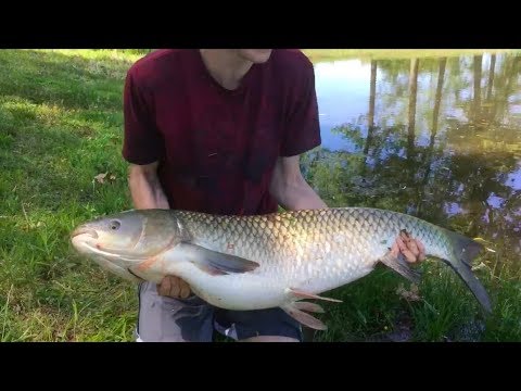giant-freshwater-fish-compilation---spring-2018