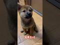 ルイちゃんのお耳💕その後　　#柴犬 #柴犬のいる暮らし #可愛い #子犬