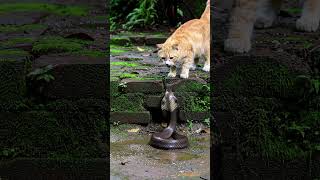 Habis Hujan Banyak Ular,