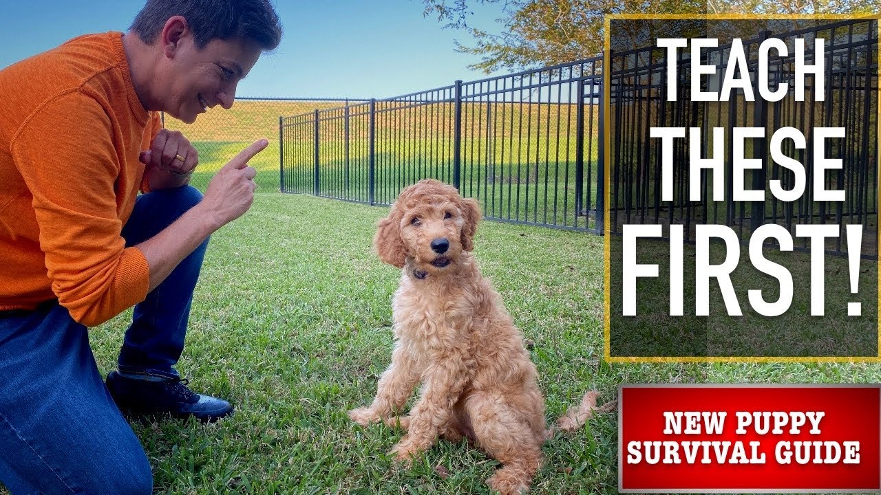 New Puppy Survival Guide The First Things To Teach Your New Puppy Ep 3 Youtube New Puppy Puppies Dog Training