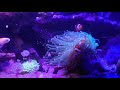 【海水魚サンゴ】カクレクマノミがサンゴにモフモフ