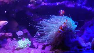 【海水魚サンゴ】カクレクマノミがサンゴにモフモフ
