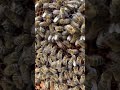 Queen & Bees - Full Comb. Can You Follow The Queen?🐝☀️