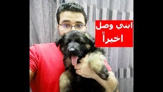 جبت كلب جيرمن شيبرد تعالوا شوفوا هنعمل ايه فالفيديوهات الجاية (فيديو مهم لكل مربي كلاب)