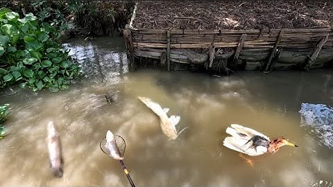 Đi đụng hàng khủng không,, kích cá miền Tây,, kênh Htgc tập 225