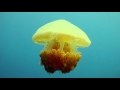 Arthur Secunda Documentary Teaser (Numéro un)